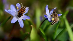 Stosując środki ochrony roślin, zadbaj o pszczoły. Apel do rolników