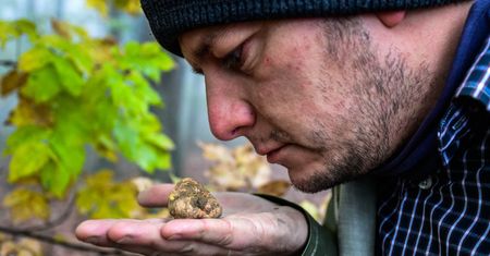 "Czarne diamenty" w polskich lasach. Nawet 150 zł za 100 g