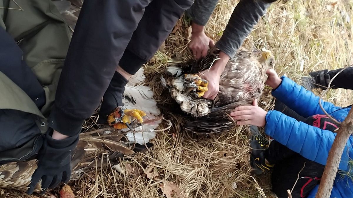 Pracownicy Lubelskiego Towarzystwa Ornitologicznego uratowali dwa bieliki. 