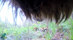 Świat oczami dzikiego wilka. Niezwykłe nagranie z USA