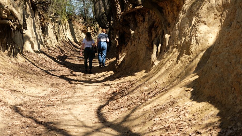 Spacer lessowym wąwozem to obowiązkowy punkt podczas wizyty w 