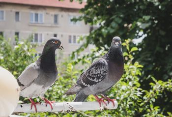 Gołębie nie znoszą tego zapachu. Spryskaj barierki, a odlecą na dobre