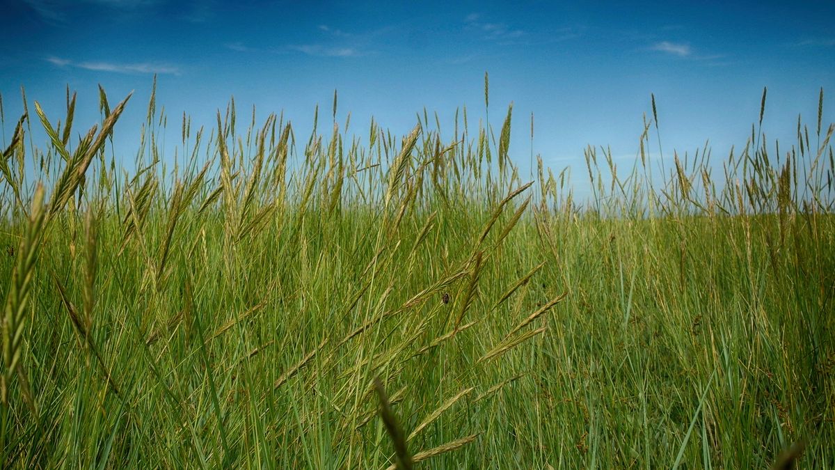 Probiotyki w alergii