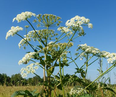 Groźny barszcz Sosnowskiego. Leśnicy z Bieszczad ostrzegają przed niebezpiecznym olbrzymem