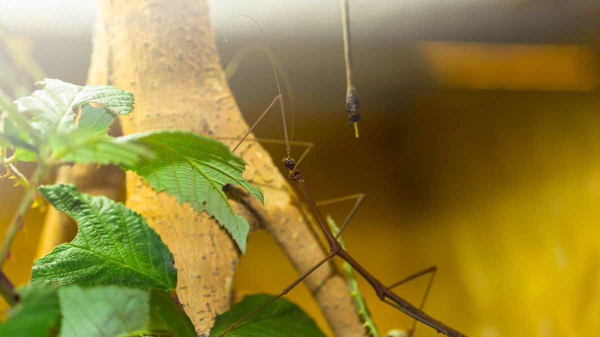 Patyczaki nie lubią różnorodności, dlatego też zaleca się, by przyzwyczaić je do jednego, maksymalnie dwóch pokarmów