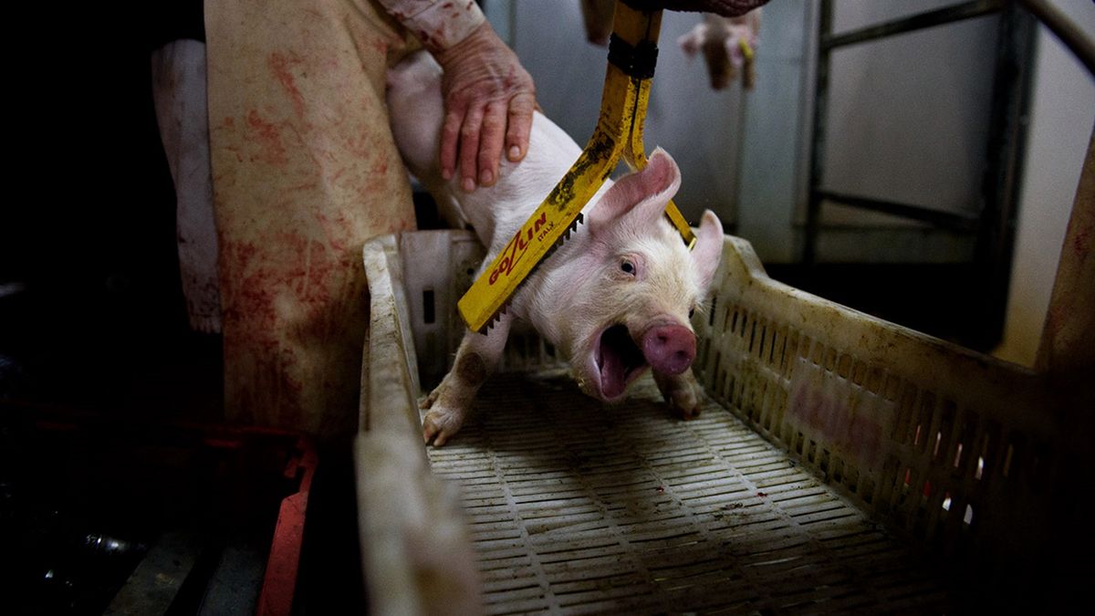 Zdjęcie dnia: Szokujący materiał z hiszpańskiej hodowli trzody 1