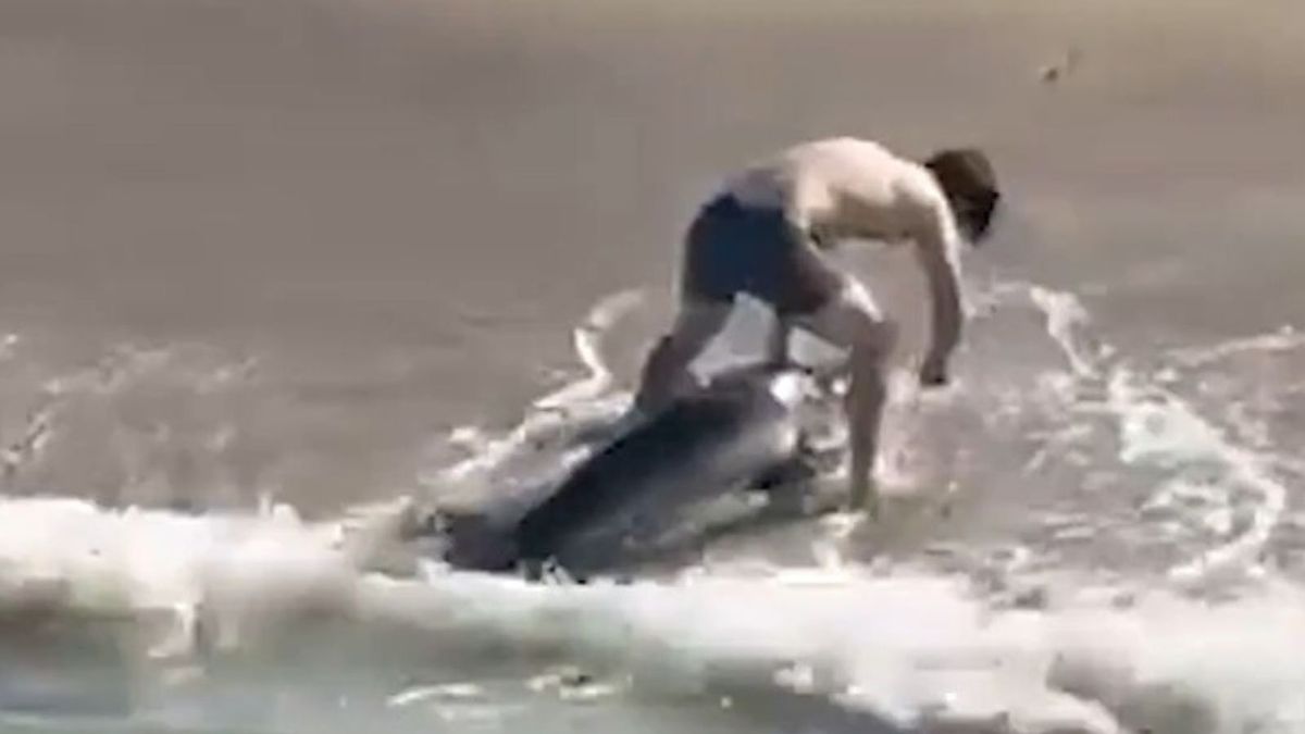 Nagranie z Kalifornii. Rekin złapany na wędkę