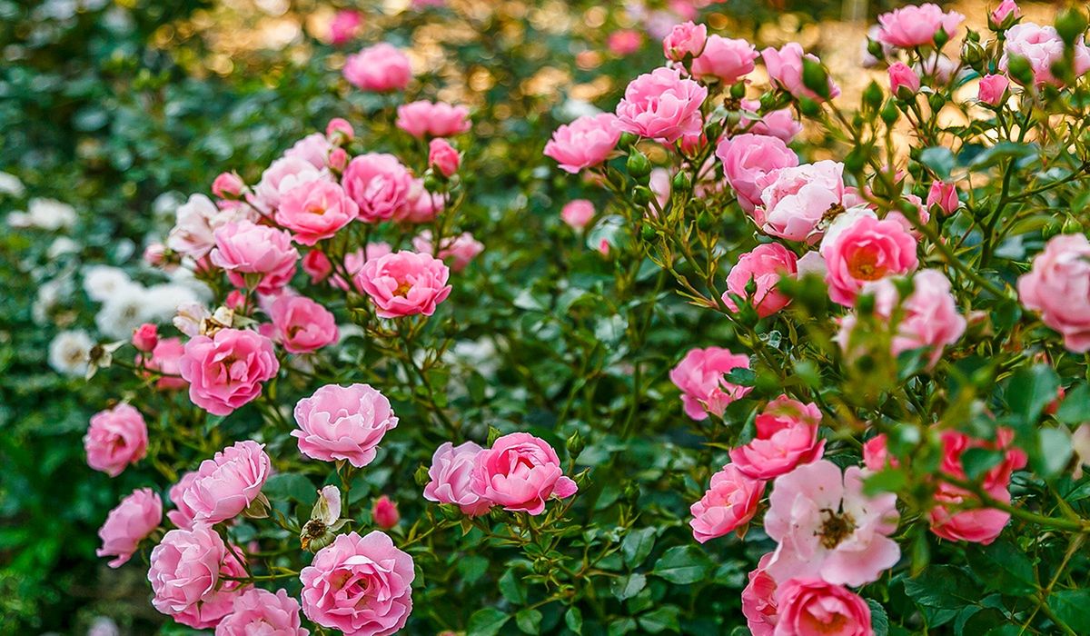 Podlej tym róże. Za 5 zł zrobisz odżywkę, po której krzewy oszaleją