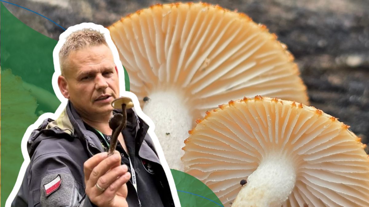 Paweł Stasiowski znalazł wyjątkowo rzadkie owocniki