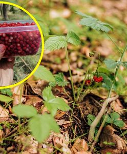 Ostrzeżenie z Lasów Państwowych. Groźna choroba w polskich lasach