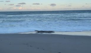 Nagle wyszedł z wody. Zwykły spacer po plaży na Florydzie zamienił się w koszmar