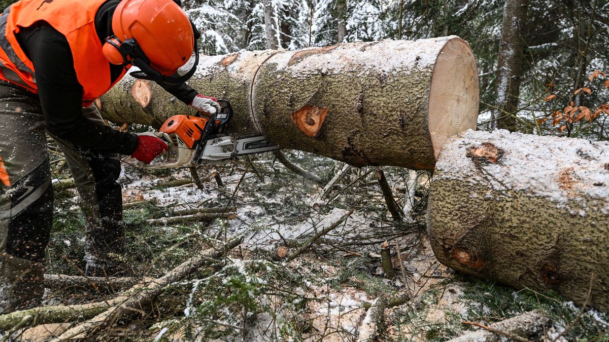 pozyskiwanie drewna
Darek Delmanowicz
drewna, drewno, drwal, drwale, las, Lasy Pa�stwowe, pi�a, pozyskiwanie, wycinanie, wycinka, zima