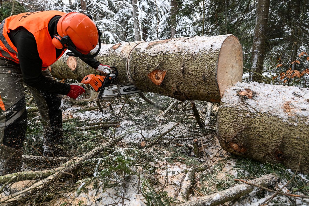 Wyniki kontroli NIK w Lasach Państwowych. "Lasy jak fabryka drewna"