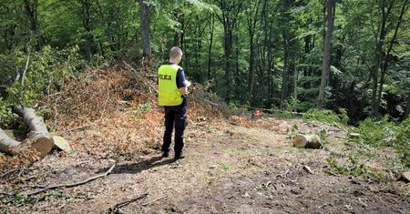 Koszmarny wypadek w lesie. Mężczyzna nie żyje