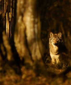 Śmieci w lasach. Dzikie zwierzęta w niebezpieczeństwie
