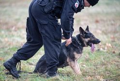 Emerytura dla zwierząt. Oto na jakie pieniądze mogą liczyć opiekunowie