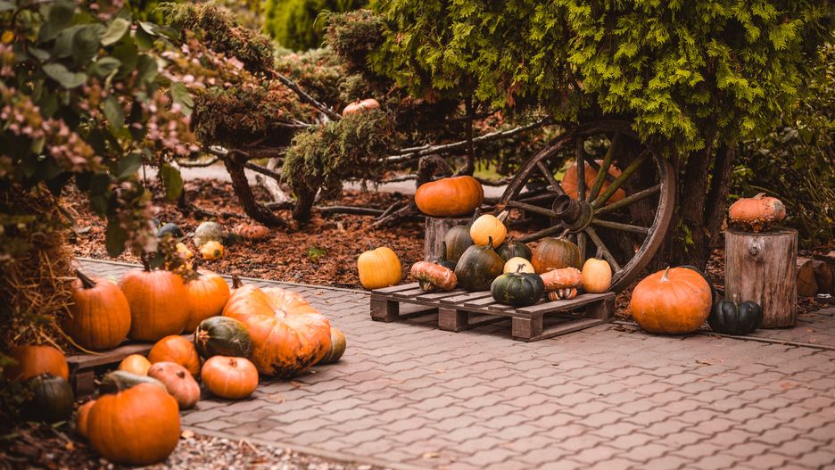 dynia, dynie, zbiory, pumpkin, autumn, halloween, pumpkins, fall, orange, harvest, farm, food, vegetable, season, holiday, decoration, thanksgiving, patch, nature, october, market, field, seasonal, agriculture, gourd, pumpkin patch