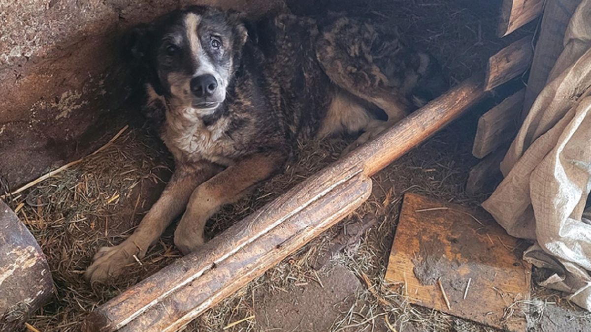 Kaliskie Stowarzyszenie Pomocy Dla Zwierząt Help Animals interweniowało w sprawie zaniedbanych psów.