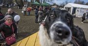 Piknik dla Psich Brzuszków w Radomiu. Zbiórka karmy, porady i atrakcje