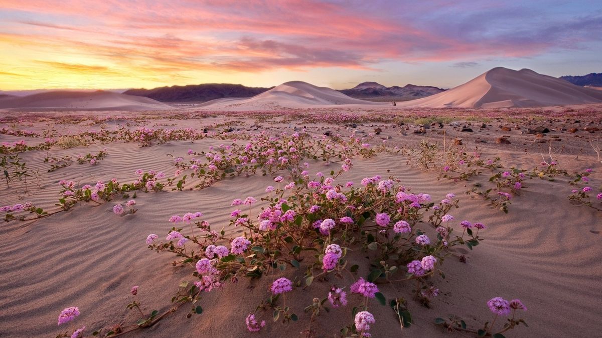Wielku Nefud jest wysłany małymi fioletowymi kwiatami. Zjawisko występuje tylko raz w roku.