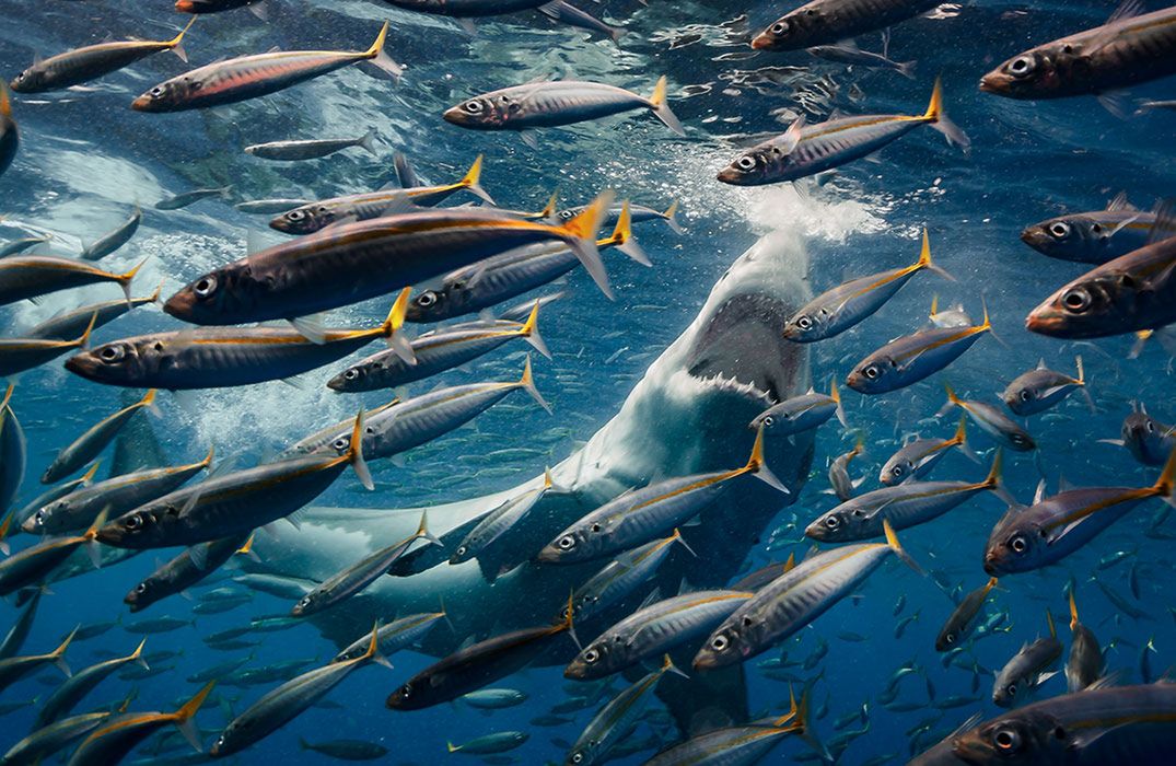 Natura na zdjęciach zwycięzców konkursu The Nature Conservancy Photo Contest 2018 4
