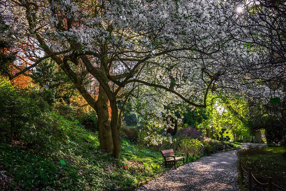 Polskie ogrody wyróżnione w konkursie fotografów botanicznych 4