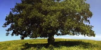 Dziś każdy chce być eko