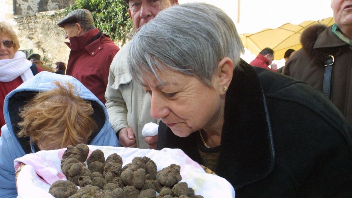 Każdy pies, który ma dobry nos, może szukać trufli.