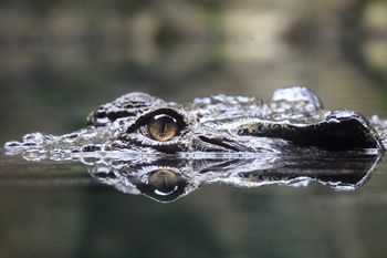 Singapur: Zdjęcie zaalarmowało służby. Mężczyzna usłyszał zarzuty