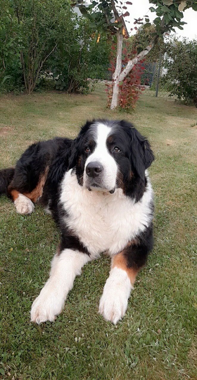 Dzień Kundelka na Pudelku! Nasi czytelnicy dzielą się z nami zdjęciami swoich pupili 