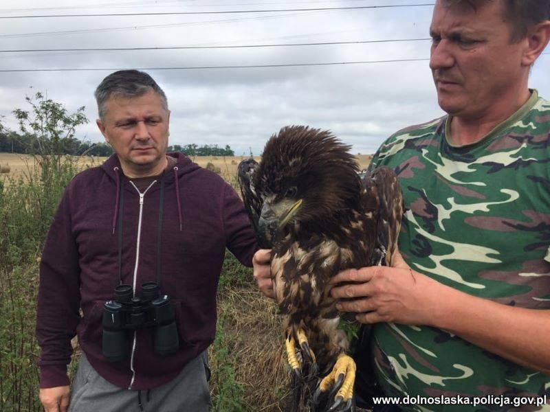 Środa Śląska. Policjant uratował rannego orła bielika. Zwierzę trafiło do specjalnego ośrodka