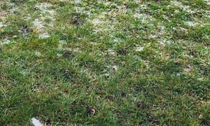 Rozsyp, gdy tylko zniknie śnieg. Trawnik w mig się zazieleni