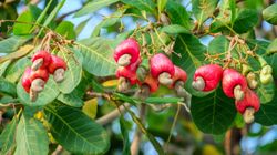 Wybrano najbardziej trującą roślinę świata. Rodzi bardzo smaczne owoce