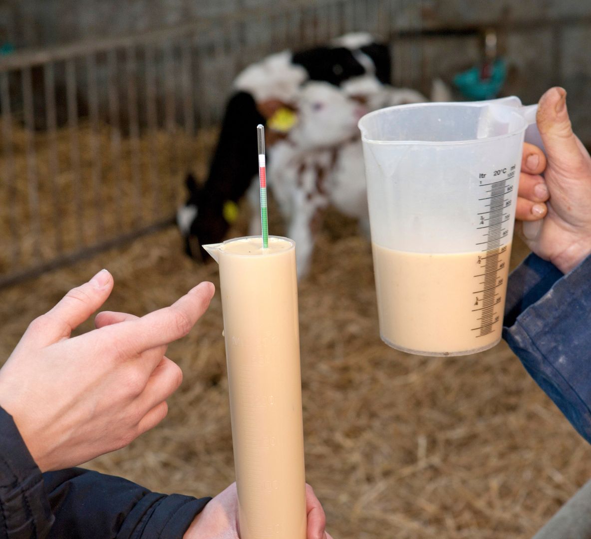 Tak wygląda świeżo zebrane colostrum