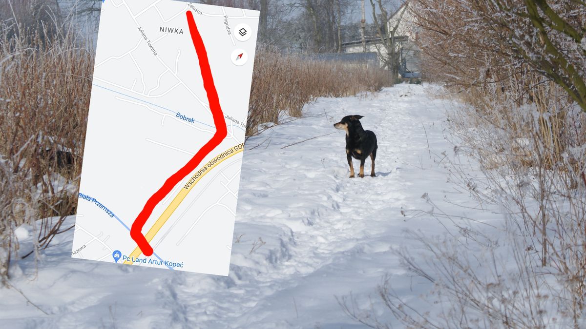 Ktoś truje psy w Sosnowcu