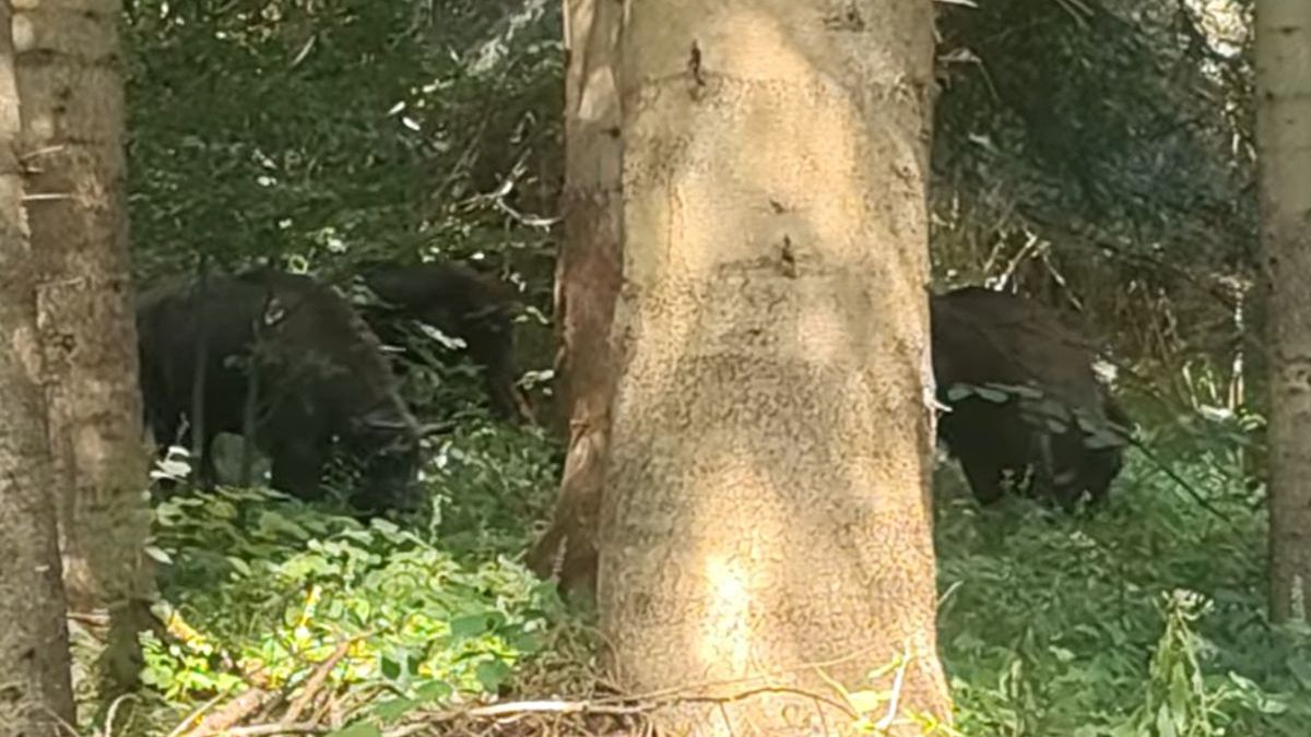 Żubry w leśnej gęstwinie – niezwykłe nagranie z Baligrodu