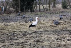 Bociany wracają do Polski? Pierwsze oznaki wiosny
