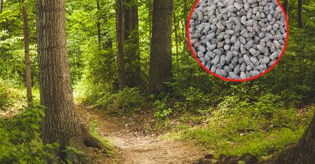Poszedł z wykrywaczem metalu do lasu. Oto co ukazało się jego oczom