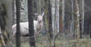Pokazali nagranie z lasu. "To ewenement i niewyobrażalne szczęście"