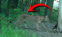 Grasująca puma to jednak nie żart. Władze ze specjalną decyzją