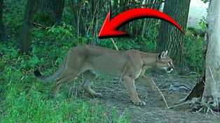 Grasująca puma to jednak nie żart. Władze ze specjalną decyzją