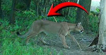 Grasująca puma to jednak nie żart. Władze ze specjalną decyzją