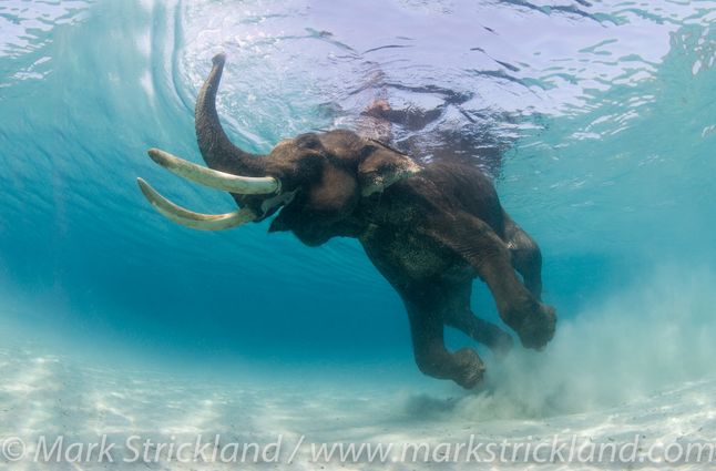 Prace Marka spotkały się z międzynarodowym uznaniem. Ukazywały się wielokrotnie w książkach naukowych oraz takich periodykach jak: ”Conde Nast Traveler”, ”BBC Wildlife”, ”National Geographic World”, ”Natural History”, ”Geo” czy ”Outside”. Nie zabrakło również publikajci w magazynach czysto nurkowych.