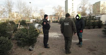 Akcja choinka - Strażnicy Miejscy i Leśnicy kontrolują sprzedawców choinek