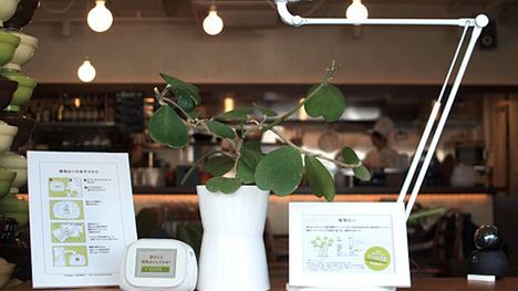 Midori-san, blogująca roślinka 1