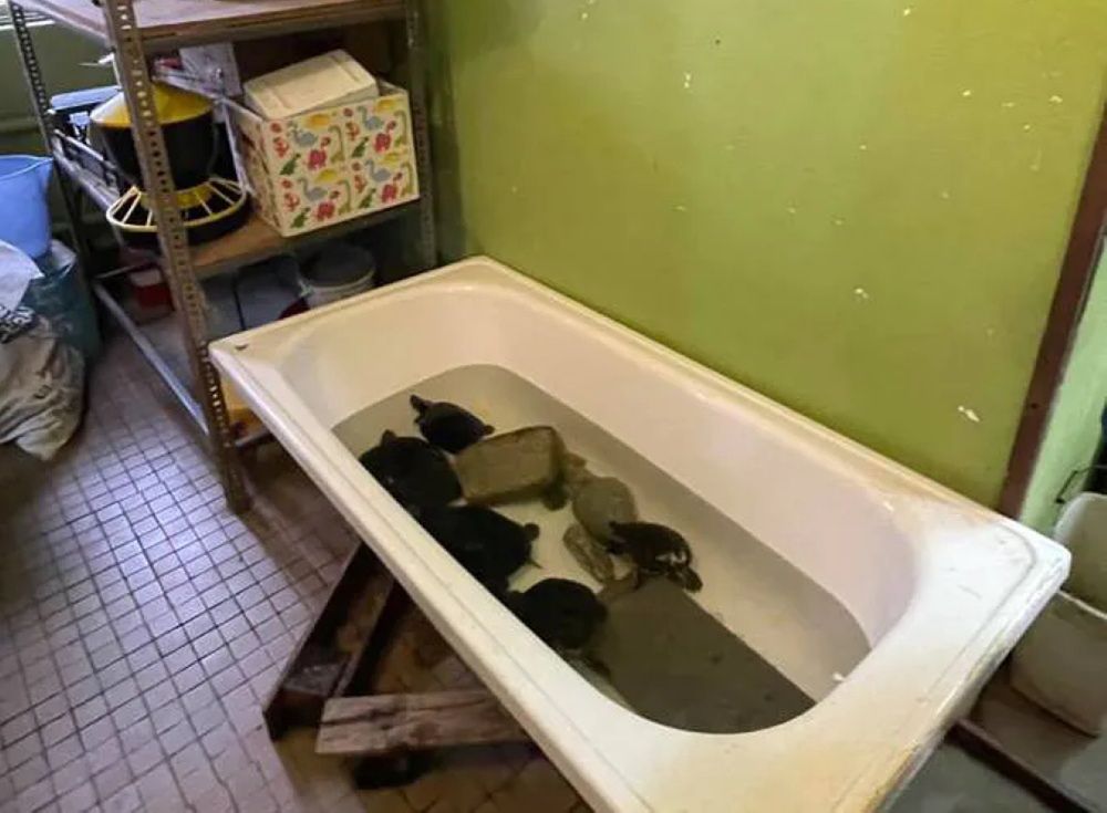 Żółwie trzymane były w wannie 