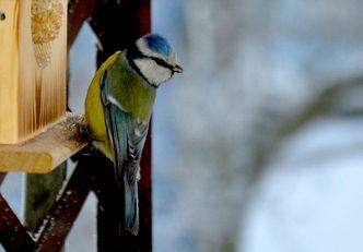 W zimie pamiętajmy o dokarmianiu ptaków