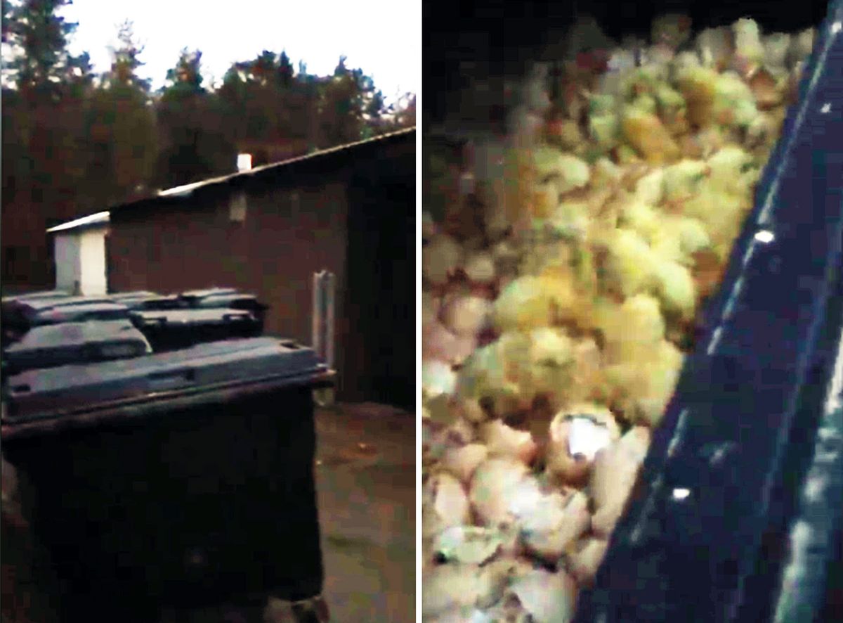 Żywe kurczaki w kontenerze z odpadami. "Awaria przy utylizacji"