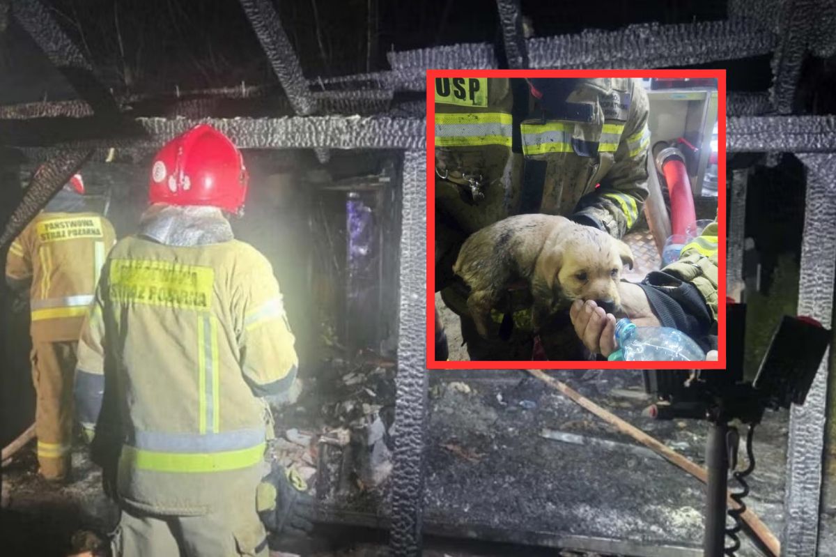 Bohaterski czyn strażaków. Szczeniak przeżył, rodzina otrzymała pomoc