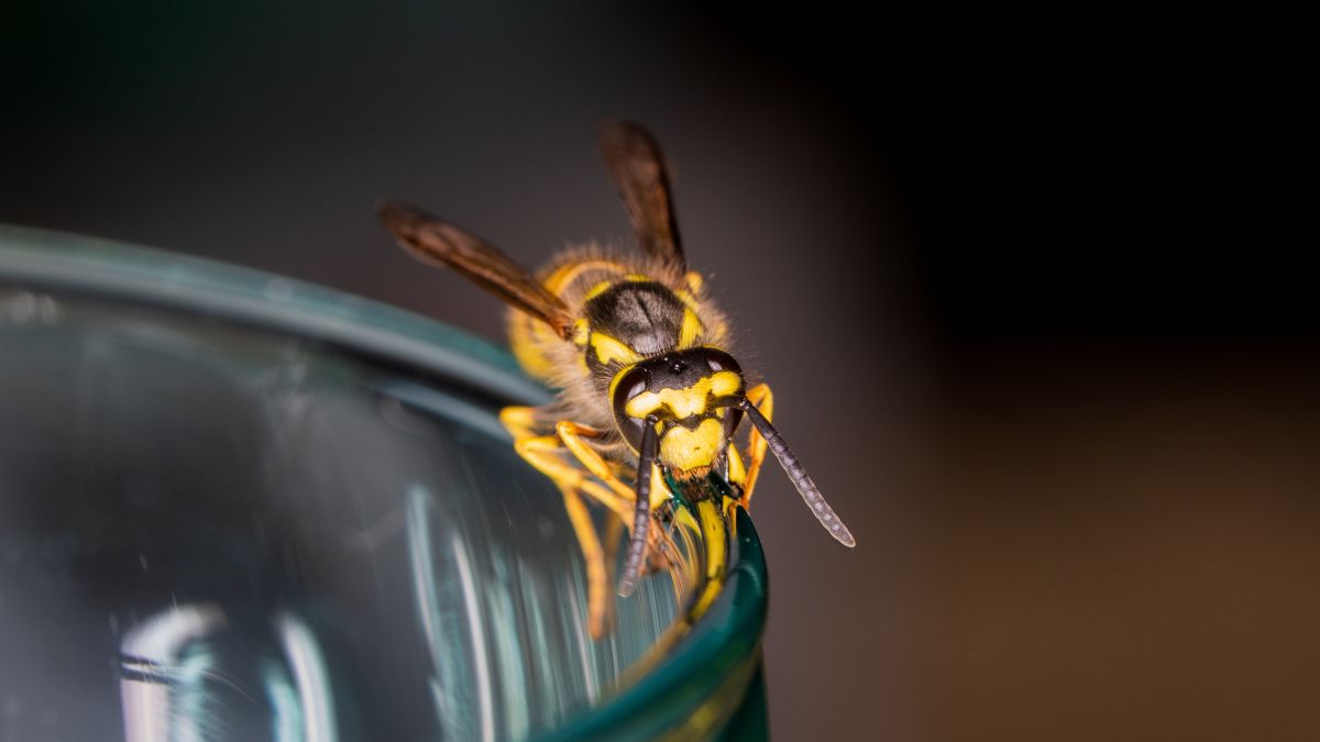 Atak osy podczas wypoczynku na zewnątrz może być niebezpieczny
